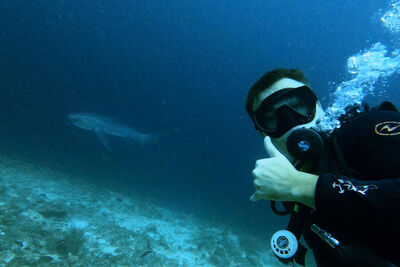 Close-up of Jamie diving with a thresher shark in the distance