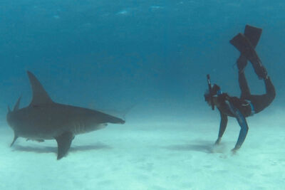 Steven diving with a shark