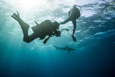 Bull shark scuba dive