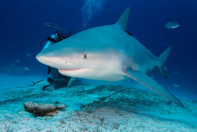 Bull shark feeding in Playa del Carmen, Mexico