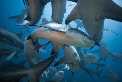 Bull Sharks in Beqa Lagoon, Fiji