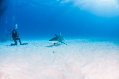 Bull shark in the Bahamas