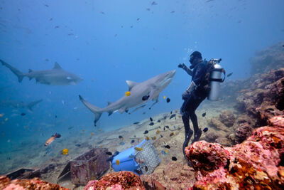 Hand feeding bull shark in Fiji