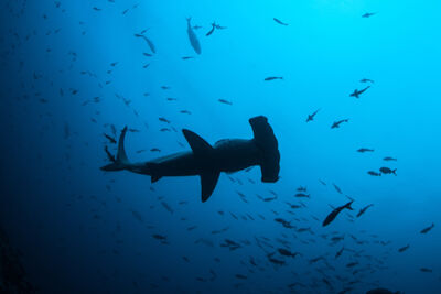 Scalloped hammerheads in Cocos Island, Costa Rica