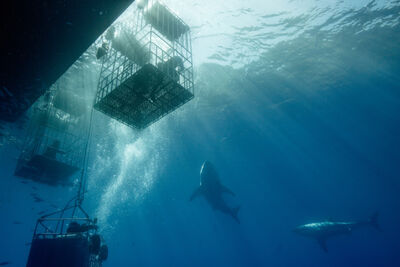 Cage diving