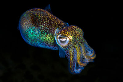 Hummingbird Bobtail Squid
