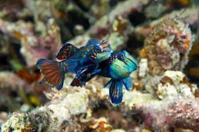 Couple of mandarinfish