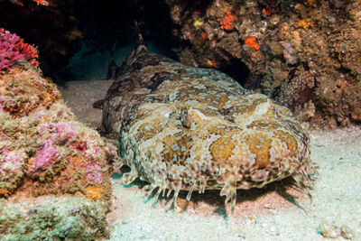 Wobbegong in Australia