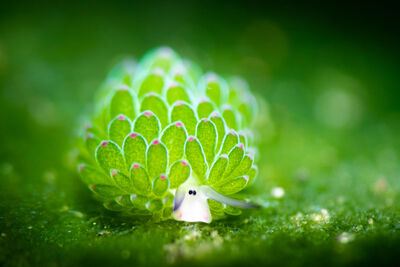 Leaf Sheep Nudibranch