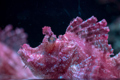 Weedy scorpionfish