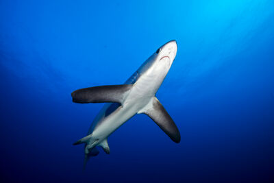 Pelagic Thresher