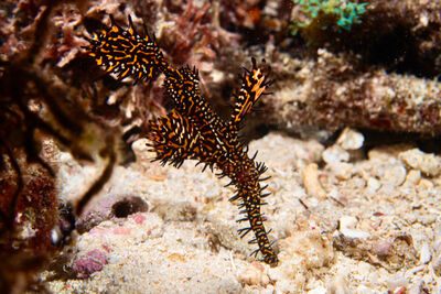 Ghost pipefish in Indonesia