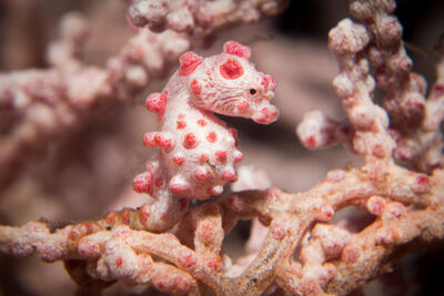 Pygmy seahorse in Indonesia