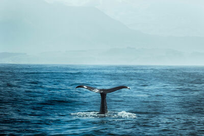 Whale, New Zealand.