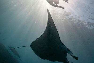 Diver and manta ray.
