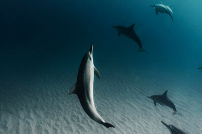 Dolphins, Oahu Island.