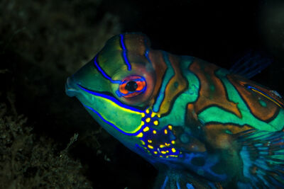 Mandarin fish