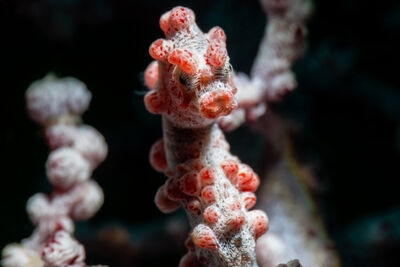 Pygmy seahorse