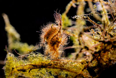 Hairy shrimp