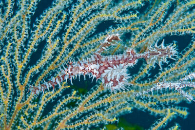 Ghost pipefish