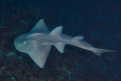 Guitarshark