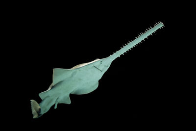 Sawfish
