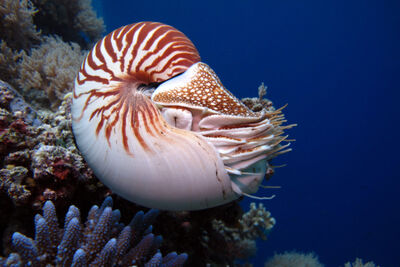 Nautilus