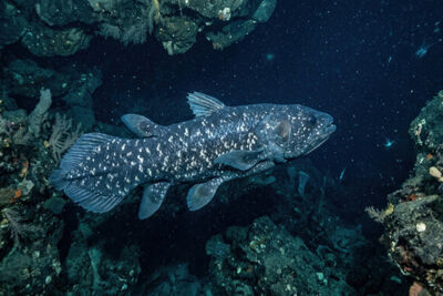 Coelacanth