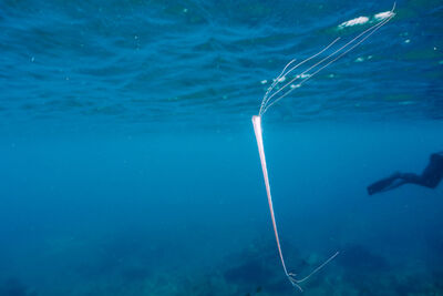Oarfish