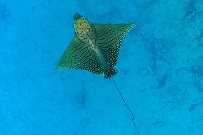 Ornate eagle ray