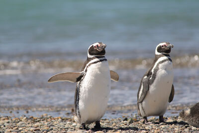 Penguins