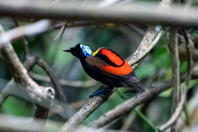 Bird of paradise