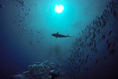 Australia scuba dive