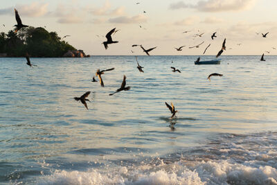 Seychelles birds