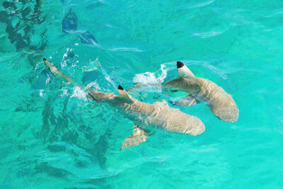 Two blacktip shark swimming together