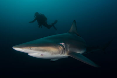 Blacktip shark in South Africa