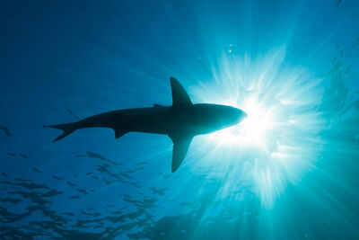 Underside of blacktip shark in South Africa
