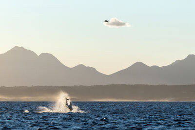 Shark breaching in South Africa