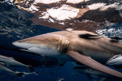 Blacktip swimming with remora fish