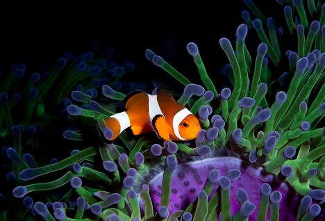 macro diving clown fish