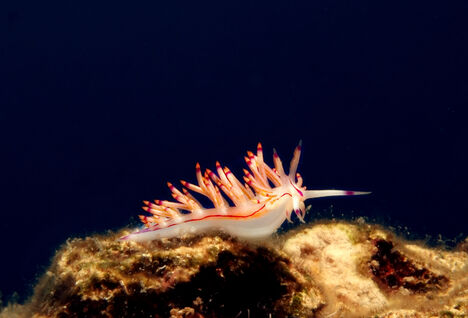 Nudibranch