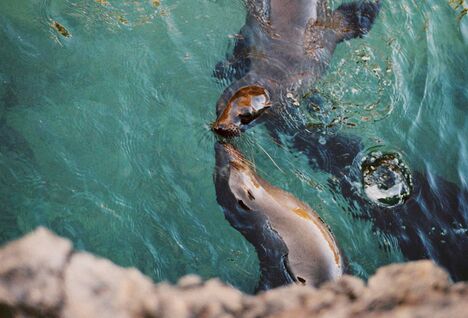 Sea lions in the Galapagos.
