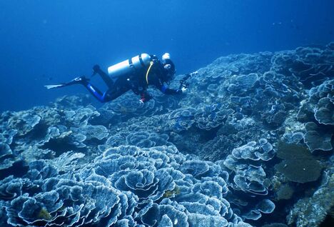 Diver in the Banda Sea