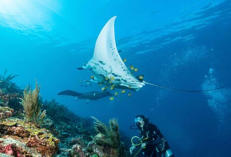 Diver in Raja Ampat, Indonesia.