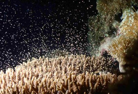 Coral spawning in Japan.