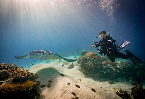Manta ray and a scuba diver