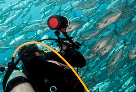 Shoal of fish in Micronesia