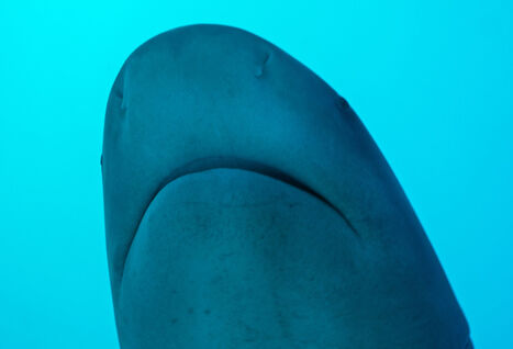 Bull shark in Playa del Carmen, Mexico