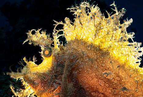 Weedy scorpionfish