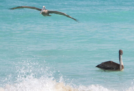 Bird in ocean